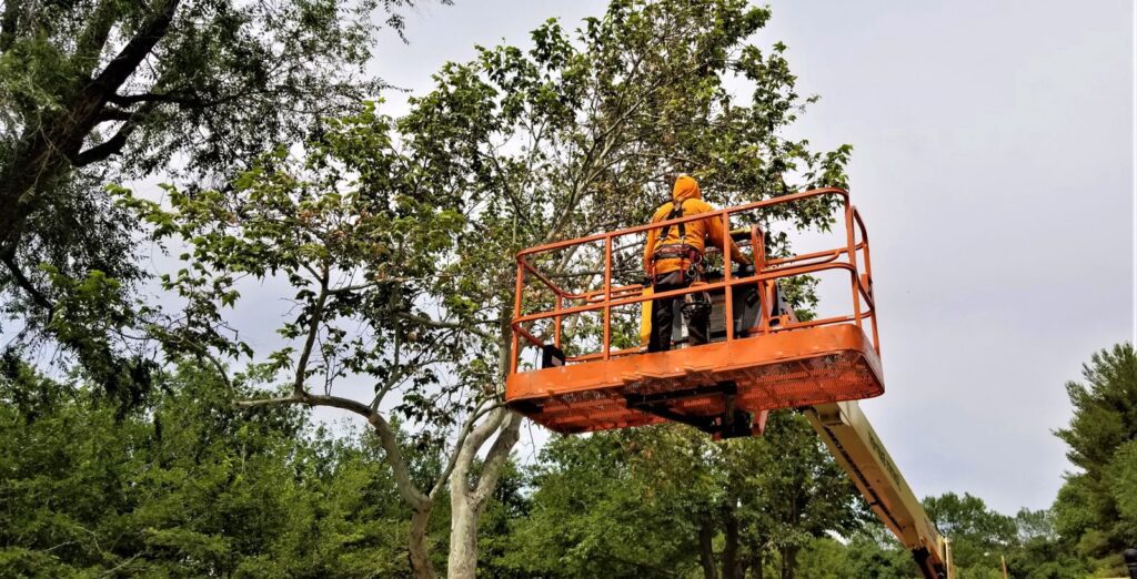 Industrial tree cutters
